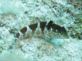 34 Saddled Blenny IMG 3723